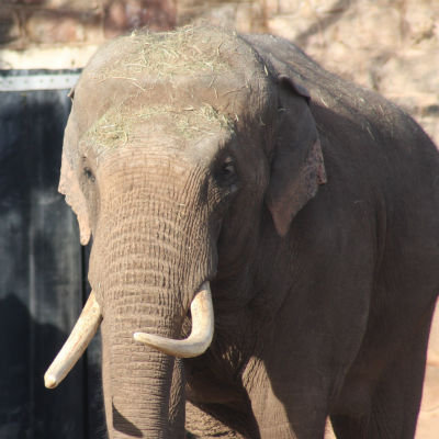 CAPTIVE ELEPHANTS